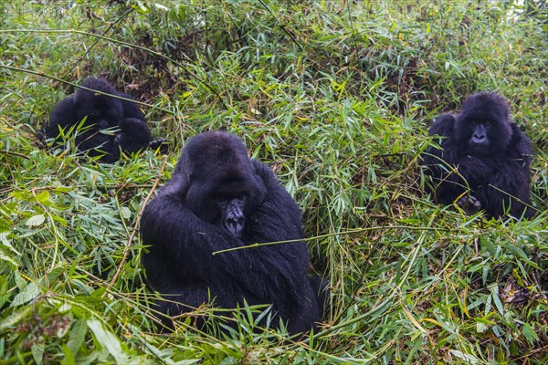 Mountain gorilla