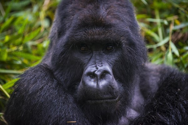 Mountain gorilla