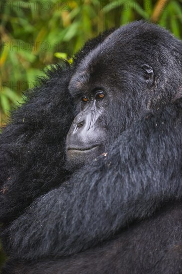 Mountain gorilla