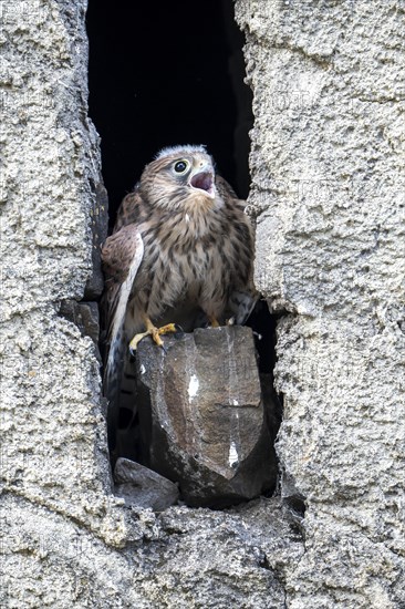 Common kestrel