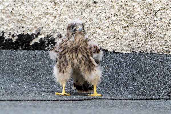 Common Common Kestrel