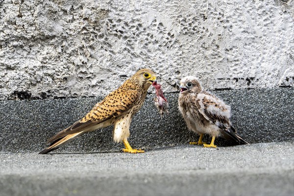 Common kestrel