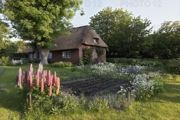 Farm garden with lupines