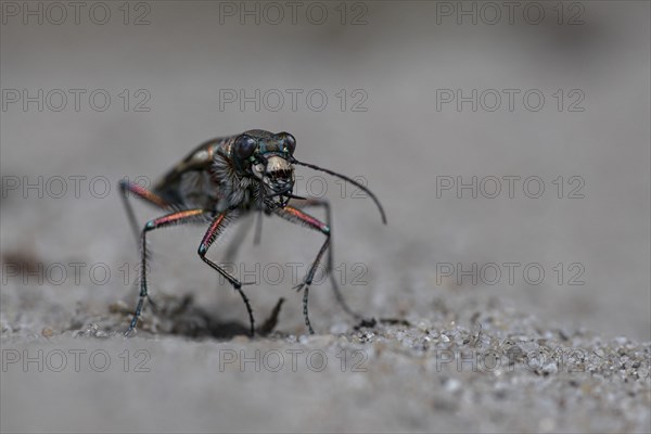 Northern dune tiger beetle