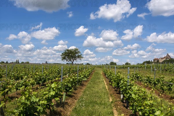 Saint-Pourcain vineyard