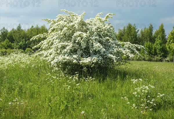 Flowering sloe