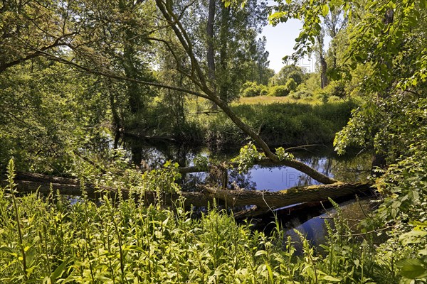 Floodplain landscape with the Erft in spring