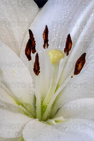 White lilly