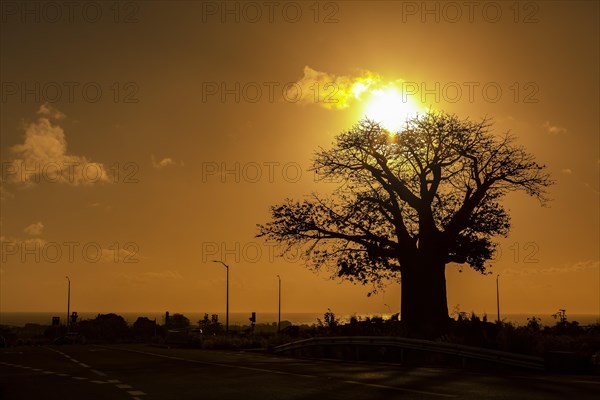 Silhouette of Baobab