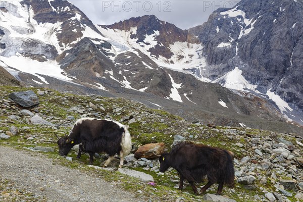 Two Tibetan domestic yaks