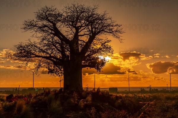 Silhouette of Baobab