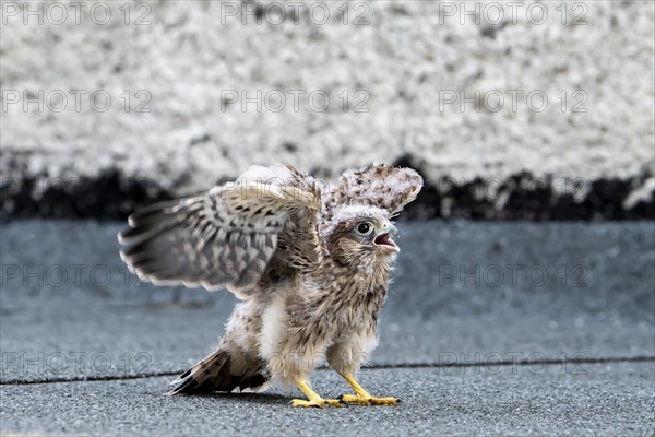 Common Common Kestrel