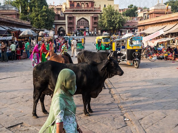 Cattle at Sardar Market