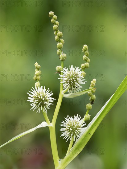 Simplestem bur-reed