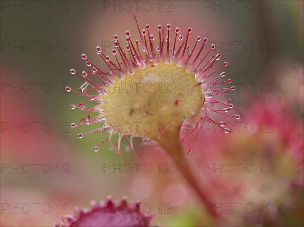 Common sundew