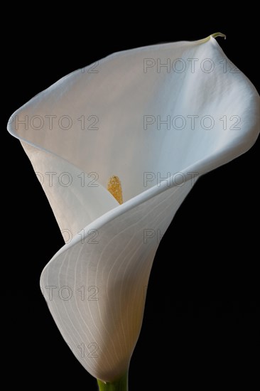 Calla flower