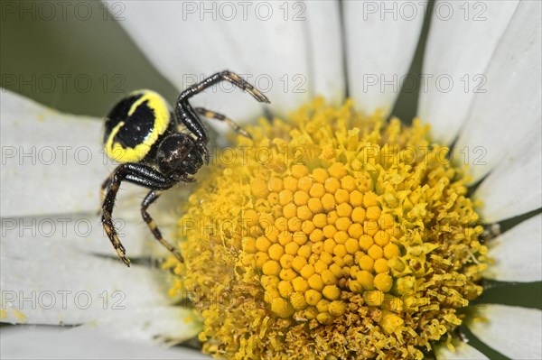 Napoleon spider