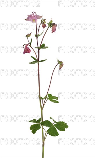 European columbine