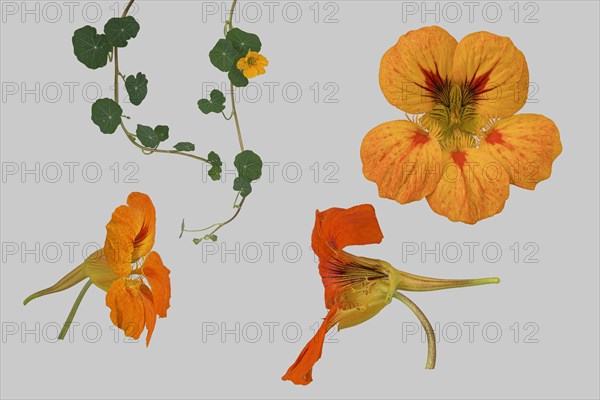 Garden nasturtium