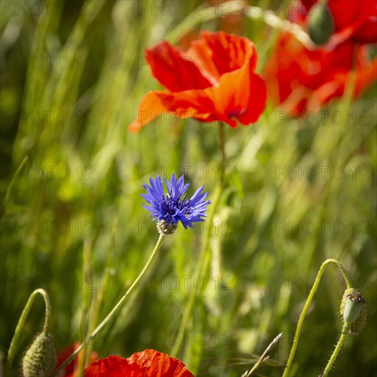 Blueberries and poppies in a field