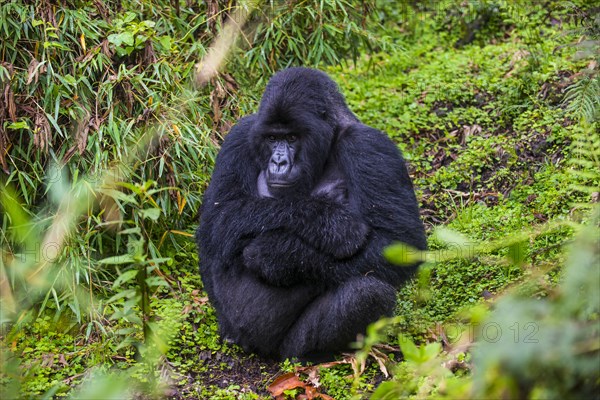 Mountain gorilla