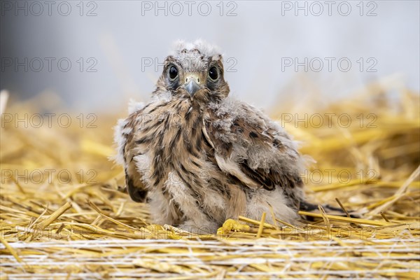 Common kestrel