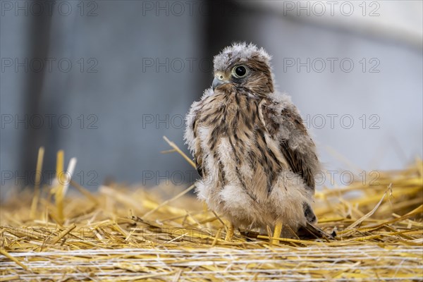 Common kestrel