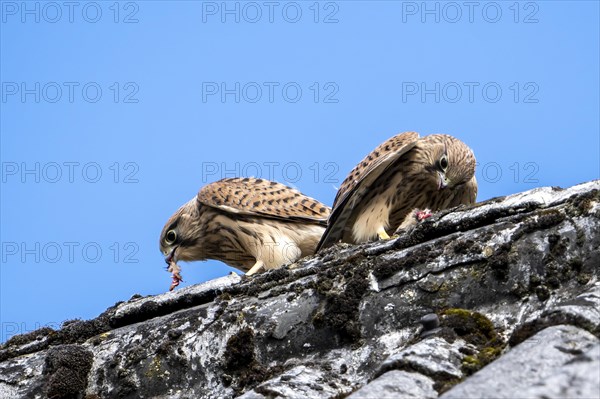 Common kestrel