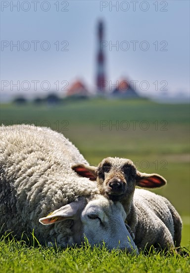 Domestic sheep