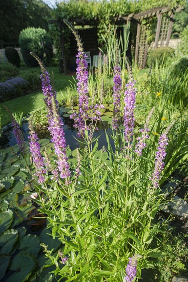 Purple loosestrife