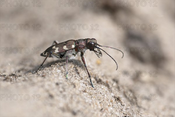 Northern dune tiger beetle