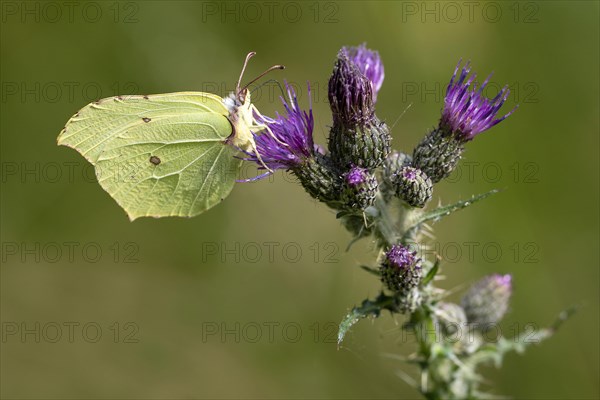 Brimstone