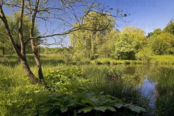 Floodplain landscape with the Erft in spring