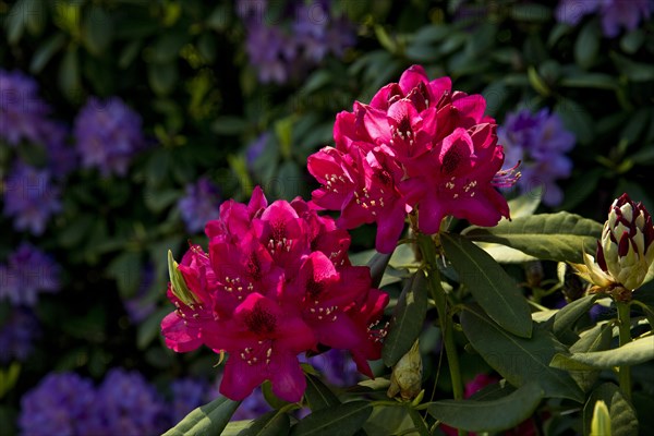 Flowering azaleas