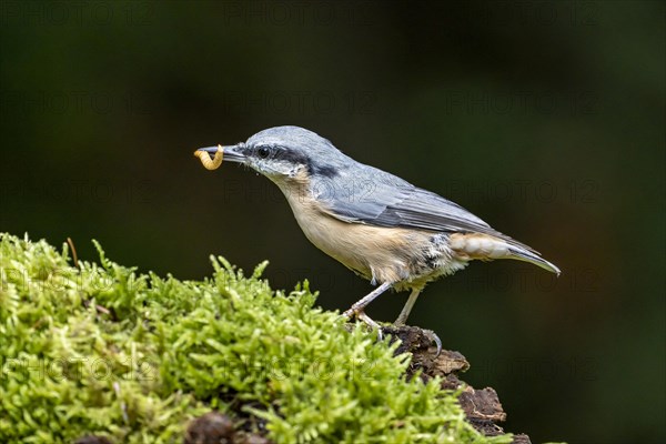 Eurasian nuthatch