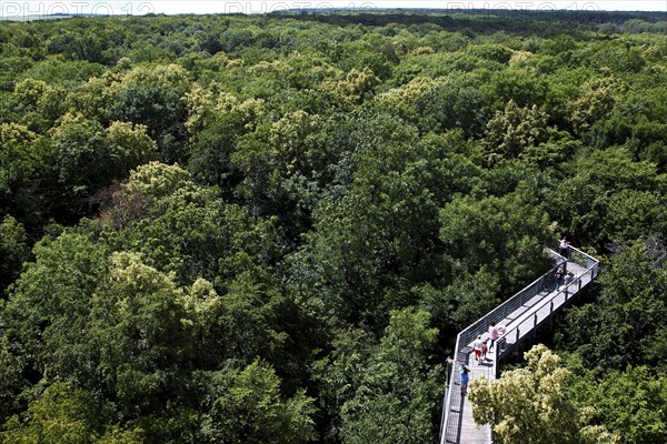 Treetop Trail