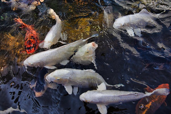 Koi carps swimming in pond