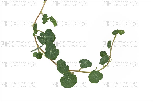 Garden nasturtium