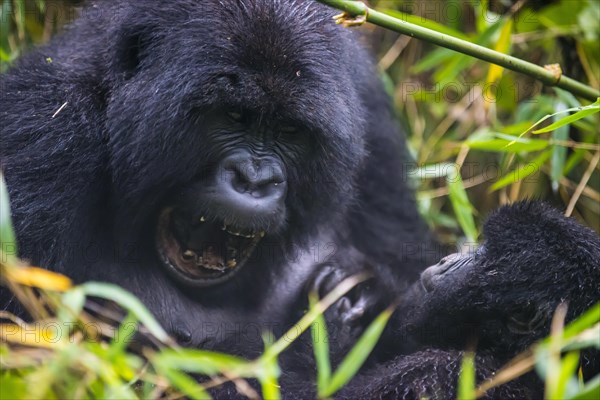 Mountain gorilla