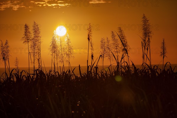 Sunset over the ocean with blooming sugar cane plants village of Petite Riviere