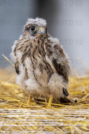 Common kestrel