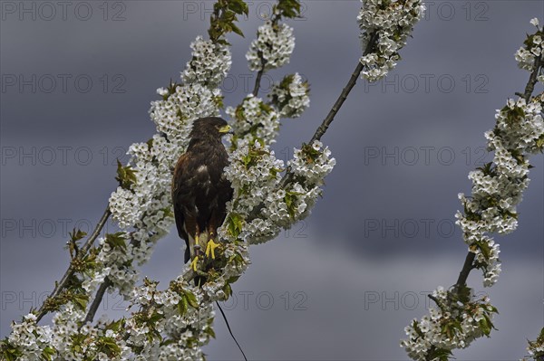 Harris Hawk