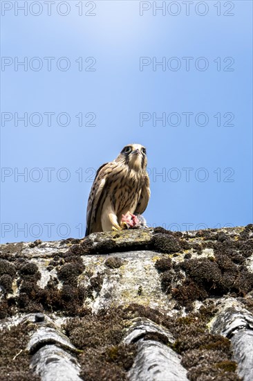 Common kestrel