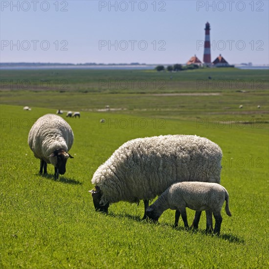 Domestic sheep