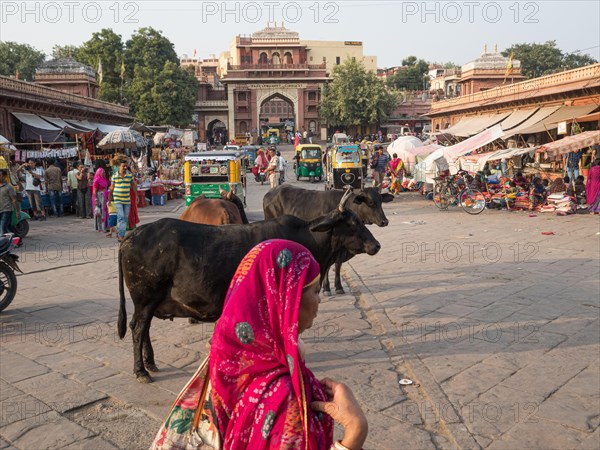 Cattle at Sardar Market