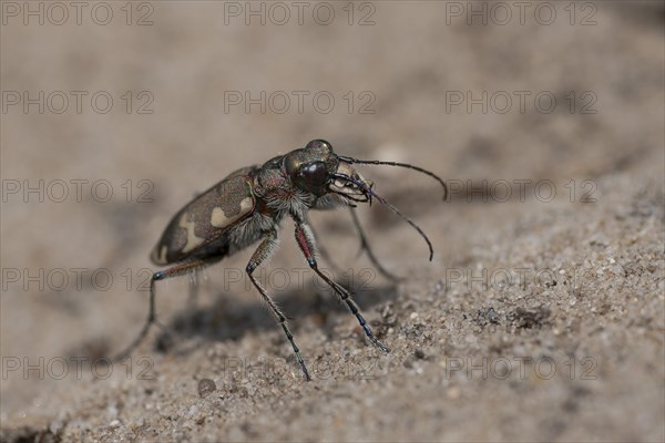 Northern dune tiger beetle