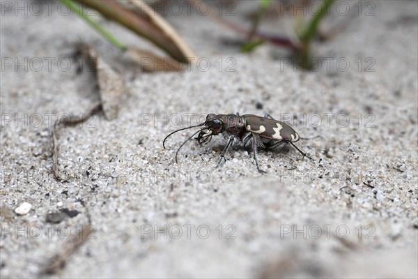 Northern dune tiger beetle