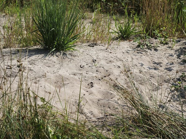 Biotope of the Northern dune tiger beetle