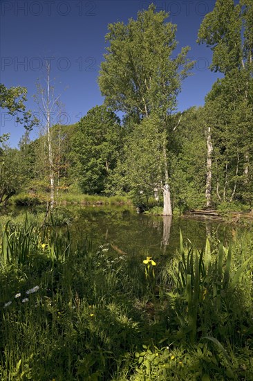 Floodplain landscape with the Erft in spring