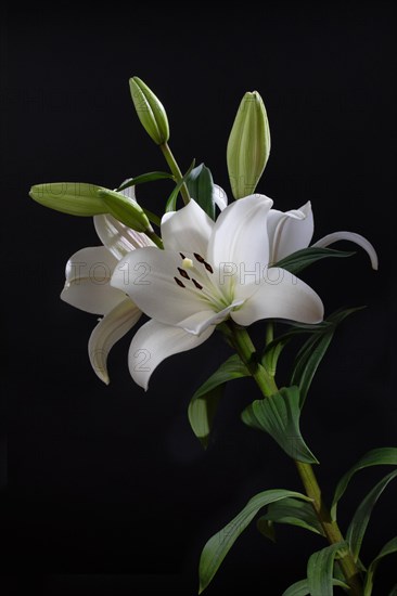 White lilly